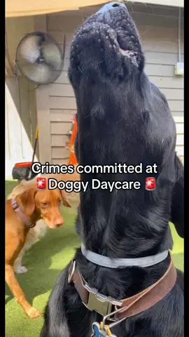 Put your paws up!! #doggydaycare 