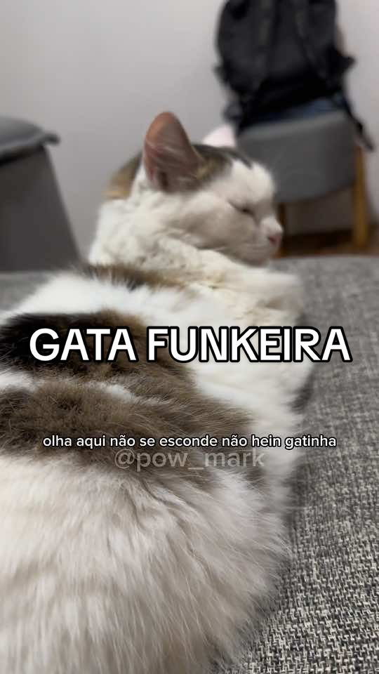 GATA FUNKEIRA 😹 #pow_mark #viral #tiktok #fy #pravoce #foryou 
