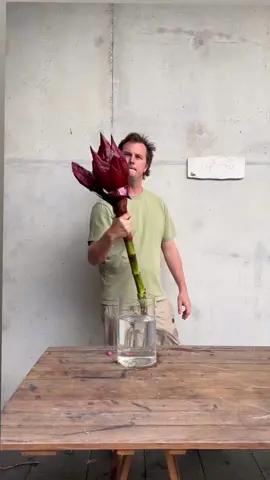 Red or yellow? Pick your team. 🌹🌼 #DeadpoolAndWolverine in cinemas now. #flowers #florist #ad