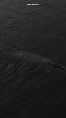 #ballena #maldonado #bahia