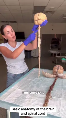Basic anatomy of the brain and spinal cord 📹 MrsBTV #fy #fyp #pov #tiktok #tiktokvideo #anatomy #neuroanatomy #brain #medicaleducation 