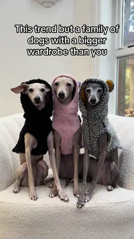 Had to do the trend one more time with my sisters. The most fabulous family if we do day so ourselves #cindythemilkdrop #claudiatheprincess #twiggythetroublemaker  #italiangreyhound #iggy #dogsoftiktok #cutedog #dogfashion #italiangreyhoundoftiktok #doglove 