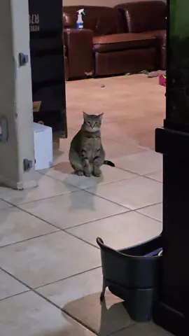 How rude! 😹 #catsoftiktok #catlover #cat #fyppppppppppppppppppppppp 