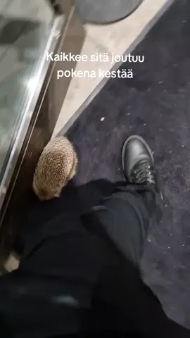 Portsari vs. Siili #ovimies #poke #portsari #paini #henkkarit #sonic #siili #järkkäri 