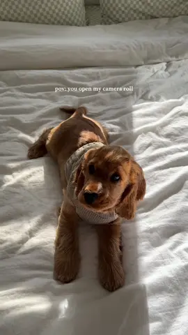My entire camera roll is my dog 🥹🤍 #cockerspaniel #fyp #dayinthelife #dogsofttiktok #foryou #puppy #cockerspanielsoftiktok #funnyy #capcut #pyf #cockerspanielpuppy #puppiesoftiktok #trendingnow 