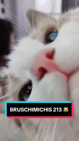 BRUSCHIMICHIS 213 😹❤️🐈 #comedia #humor #viral #fyp 
