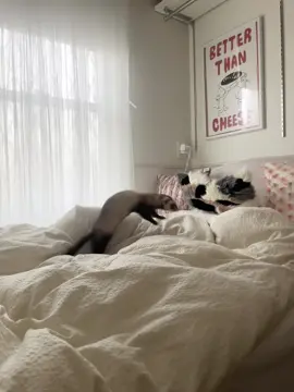 フェレットってこういう遊び好きだよね🙂‍↕️🍀 #フェレット #ferret #寝室 #ベッドルーム 