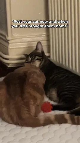 Mon premier bébé, ça passe trop vite 🥺🩵 #CapCut #animal #cat #animals #Love #animalstiktok #trend 