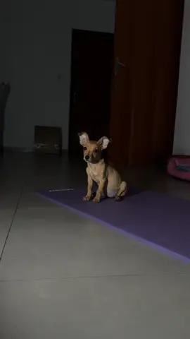 cão feroz