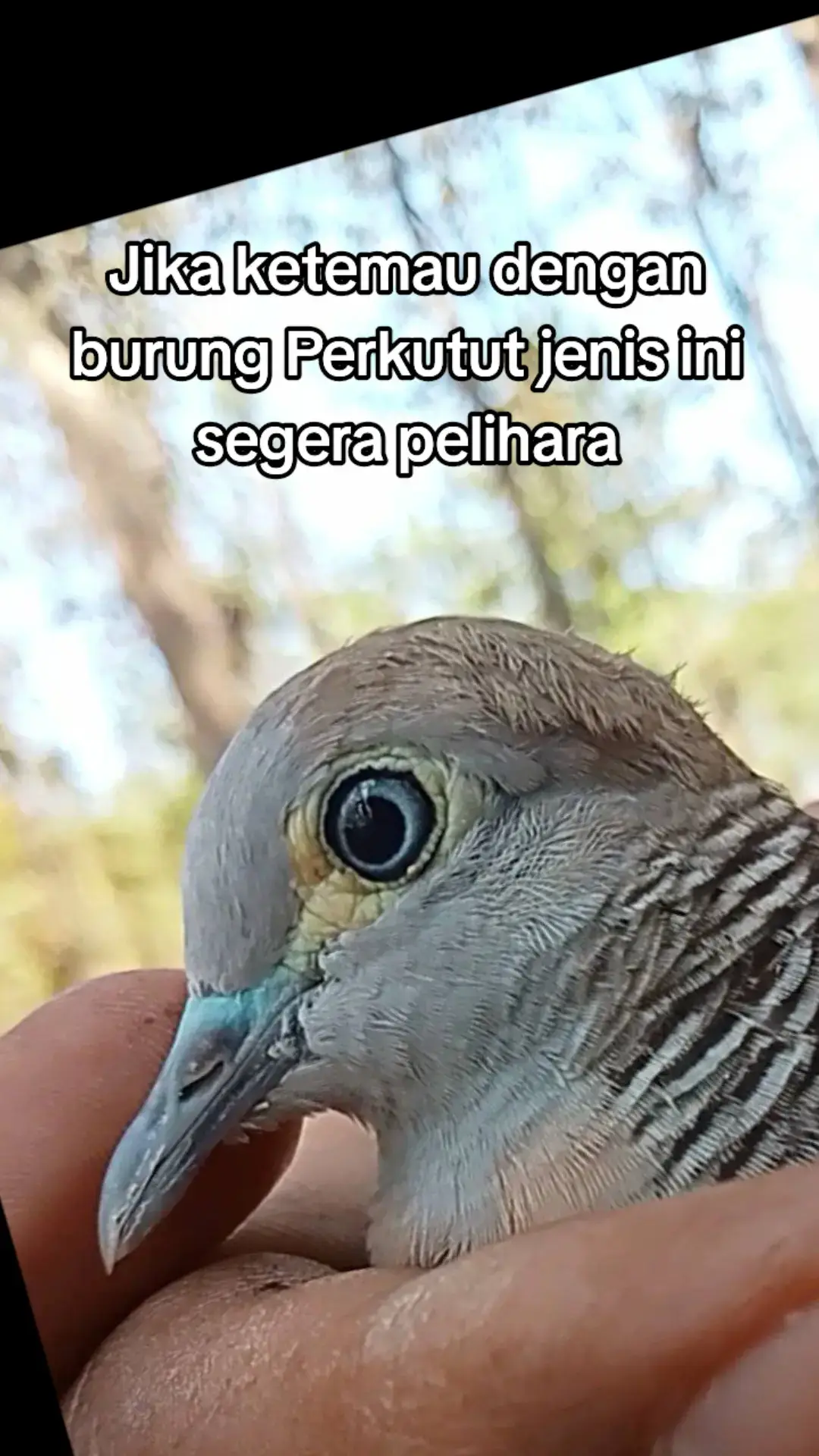 Perkutut Rondo Sumoyo Perkutut Rondo Semoyo dipercaya memiliki keistimewaan membuat pemiliknya selalu kelimpahan rezeki. Jika ketemau dengan burung Perkutut jenis ini segera pelihara. Hal ini karena memelihara Perkutut Rondo Semoyo dinilai baik, bisa mendatangkan keberuntungan. Adapun ciri-ciri dari Perkutut Rondo Semoyo yakni memiliki ciri khusus pada bagian selaput kulit sekitar matanya yang berwarna kekuningan. #Burung #Burungkecil #Burunglangka #Perkutut #Perkututlokalalam #Perkututlangka #Perkututunik #perkututkaturanggan #Perkututgacor #burungviral #Merbuk #Bird #Birdtrap #Doves #Diamonddove #นก #นกพิราบ #Viral #Trending #Perkututsuarabesar #Perkututbagus #Birds #Turtledove #Pulut #pulutburung #Perangkapburung #Jebakanburung #Mikatburung #Caramikatburung #Mikatperkutut #perkututrondosumoyo #rondosumoyo #mitosperkutut #mitosburung #fyp #fypシ #fypシ゚viral 