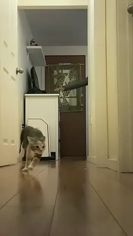 Cat VS Fast&Furious🏎️💨 #cat #cats #fyp #foryou #catsmoves #tiktokcat #cutecats #catsoftiktok #funnycat #funnyvideos #funnyanimals #funnytiktok  #kitten #pet  #usa #usa🇺🇸 