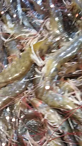 #tambak #udangvaname #udang #panen 