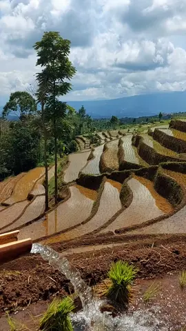 seger kieu gusti.....#storysunda #tiktoksunda #lembursunda #lemburkuring #pemandanganalam #suasanapedesaan #lagusunda #sundapride #sumedang 