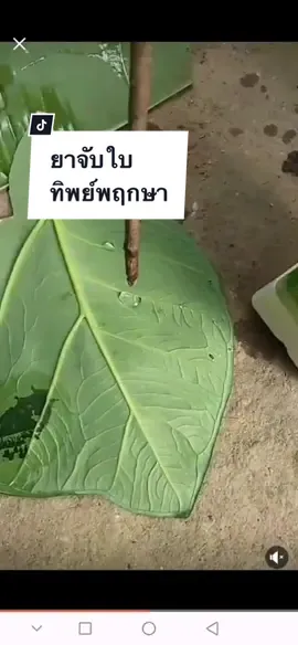 สารจับใบหรือสารเร่งซึมคุณภาพสูง ทิพย์พฤกษา - ช่วยในการนำพาสารอาหารต่าง ๆ เข้าสู่ระบบการสังเคราะห์แสงทางใบพืชได้เร็วและมีประสิทธิภาพมากขึ้น - จำเป็นอย่างมากในการใช้ควบคู่กับปุ๋ยหรือยาที่ฉีดพ่นทางใบทุกชนิดเพื่อเร่งการดูดซึมของปุ๋ยหรือยา ทำให้พืชดูดปุ๋ย/ยาได้มากขึ้น - ลดต้นทุนค่าปุ๋ย ยา ลงได้กว่า 40% - ป้องกันการสูญหายของปุ๋ยยาจากฝน -ช่วยให้สารอาหาร ปุ๋ย จุลธาตุ สารกำจัดวัชพืช สารกำจัดเชื้อรา และสารกำจัดแมลงซึมลงชั้นเซลล์ผิวใบได้เร็วขึ้นทำให้การให้อาหารทางใบ การป้องกันและกำจัด โรค แมลงมีประสิทธิภาพมากขึ้น -ใช้ได้กับพืชทั้งก่อนและหลังเก็บเกี่ยว -ช่วยแพร่กระจายสารอาหารและยาต่าง ๆ ที่ฉีดลงใบพืชได้อย่างสม่ำเสมอ #เทรนด์วันนี้ #คนไทยรู้ทัน  #ยาจับใบ #ทิพย์พฤกษา #อาจารย์ภพ #ปุ๋ยทุเรียน 