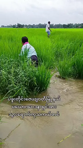 #ရွှေရင်ကျော်ဣစ္ဆာသယမဟိဒ္ဓိစေဂိုဏ်းတော်  #ဆြာအောင်ခန့်စည်#@Hsu Mon 🎀💐🙈🍓🥑 @may myat noe @Alexis အဲလစ် @Prime MILO @Nan Moe 