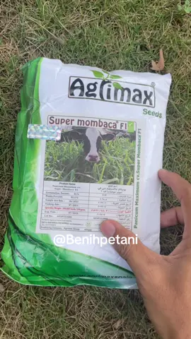 Benih rumput pakan ternak modern kaya protein dan karbohidrat #mombacaf1 #mombasa #merdeka 