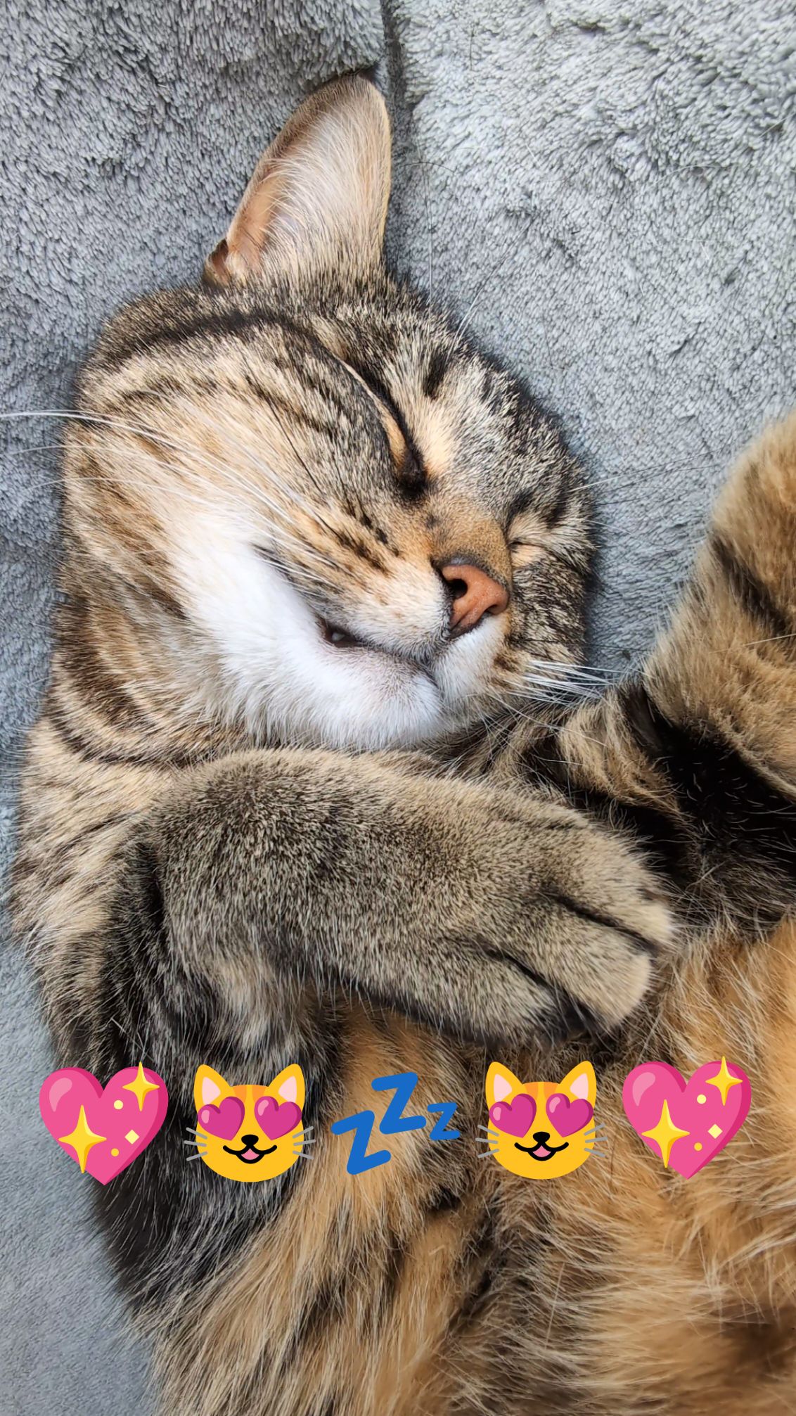 Misti happiness therapy 💖😻💤😻💖 #cat #catsoftiktok #asmr #viral 