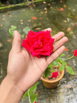 ফুল নিবেন 🌹🌺🌸#flowers#flowervedios#foryoupage #viral #trending #unfrezzmyaccount 