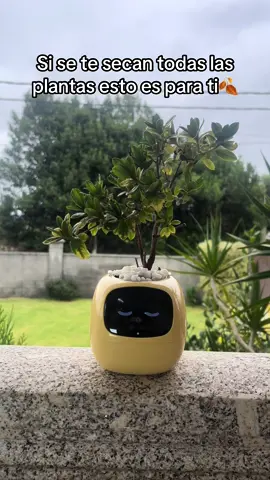 La mejor maceta del mundo🥹🪴 #macetas #ia #plants #planta #planter #cuteplanter #pot  La maceta robot que ayuda a cuidar tus plantas  Sirve de decoracion y es muy entretenida