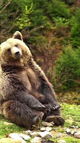 Caught on camera: A large brown bear's hilarious yoga routine! These massive mammals know how to relax and stretch just like us. Fun Fact: Brown bears can pack on up to 90 pounds of food per day in preparation for their long winter nap, called hibernation. #BrownBear #BearYoga #WildlifeFacts #FunnyAnimals #NatureLover