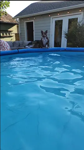 Happy to report, summer is back on....#bostonterrier #SummerBeauty #dogsoftiktok 