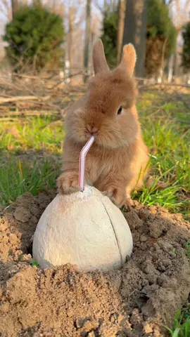 #cute #rabbit