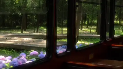 Hãy buông bỏ những gì buông bỏ bạn.. #xuhuong #fypシ #flowers #nhacchill #peace #fypシ #viral 