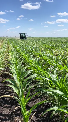 Interseeding cover crops #localfarmers #covercrop #regenerativeagriculture #organic #2024 #farmtok #rowcropfarmer #iowafarmer #dobetter #soilhealth #agriculture #farm #thebetterbeef #cattle #cowchow #johndeere #duoseed #custom #fypシ゚viral @Kollasch Family Farms 