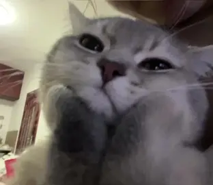 Me looking at y’all <3 #cat #fyp #viral #fypシ゚ #fypツ #fypage #viralfyp #xybca #xyzbca #putthefriesinthebag #catpost #fillerpost #felloff #ifelloff #malcolmtodd #mogforusmalcolm #iwasthere 