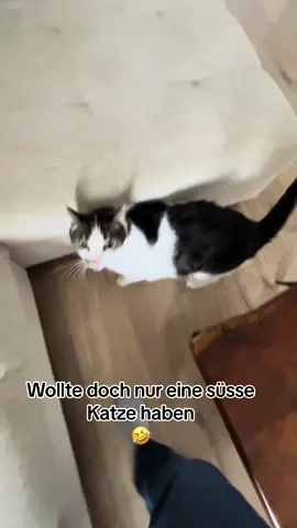 #tommy_derkater #cats #catsoftiktok #catslovers #catsvideo #catstagram #catsmoves #cat #katze #katzen #katzenvideos #katzenliebe #katzenauftiktok #funnycats #funny #funnyvideo #funnymoments #funnytiktok #fy #fypシ #fypシ゚viral #fypage #fyppppppppppppppppppppppp #vira #viralvideo #viralvideo #viraltiktok #virall #viral_video #viralvideosofficial  #ideen #instergram #booster #fürDich 