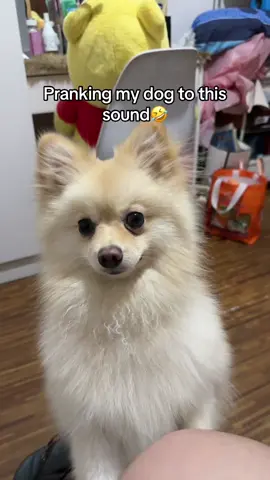 HAHAHAHAHA #pomsofph #funnydogvideos 
