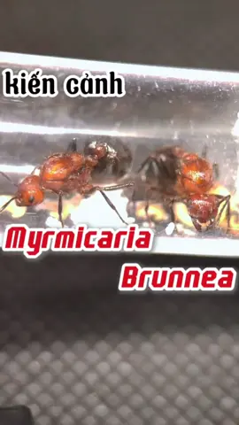 cùng tìm hiểu về dòng kiến cảnh Myrmicaria Brunnea- Kiến cảnh đẹp tại Việt Nam #Myrmicaria #Brunnea #MyrmicariaBrunnea #ants #ant #antkeeping #antkeeper #kien #kiencanh #kienviet #nuoikien #nuoikiencanh #vietnamese_ants #xuhuong #xuhuongtiktok #learn #LearnOnTikTok 