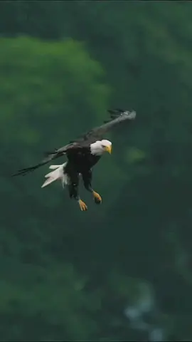 هل تعلم أنه يمكنك الاشتراك في صفحتي والمساعدة في دعم ما أقوم به؟ انقر على زر الاشتراك لمزيد من المعلومات وشكرا على الدعم المستمر. مع أجنحته الممتدة ومخالبه الجاهزة، ينزلق هذا النسر باختيال ينضح بالخبرة. في مرمى البصر سمكة محاصرة في النهر #محبين_الطيور_الجارحه_🦅_ #radwan_alali #رضوان_العلي #🦅 #tiktok 