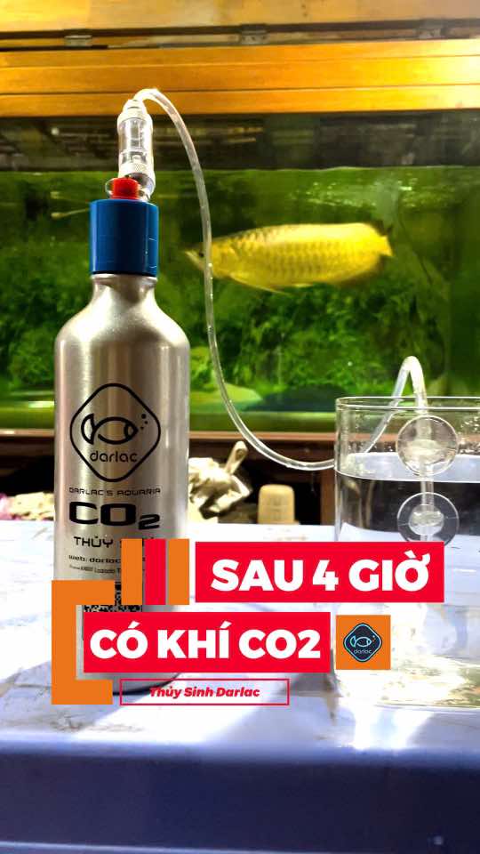 #co2thuysinh #DarlacAquaria #thuysinh #thuysinh 