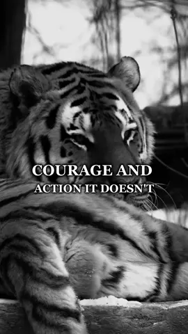 You can overcome any obstacle. Best Motivational Quote. Tigers Mindset. #tiger #lion #motivation #motivationalquotes #motivationalvideosforyou #listentothis #motivationaltiktok #motivationalclip #listentothiseveryday #growbeyondyourlimits #mtivationalvideo #animalmotivation #lionmotivation 