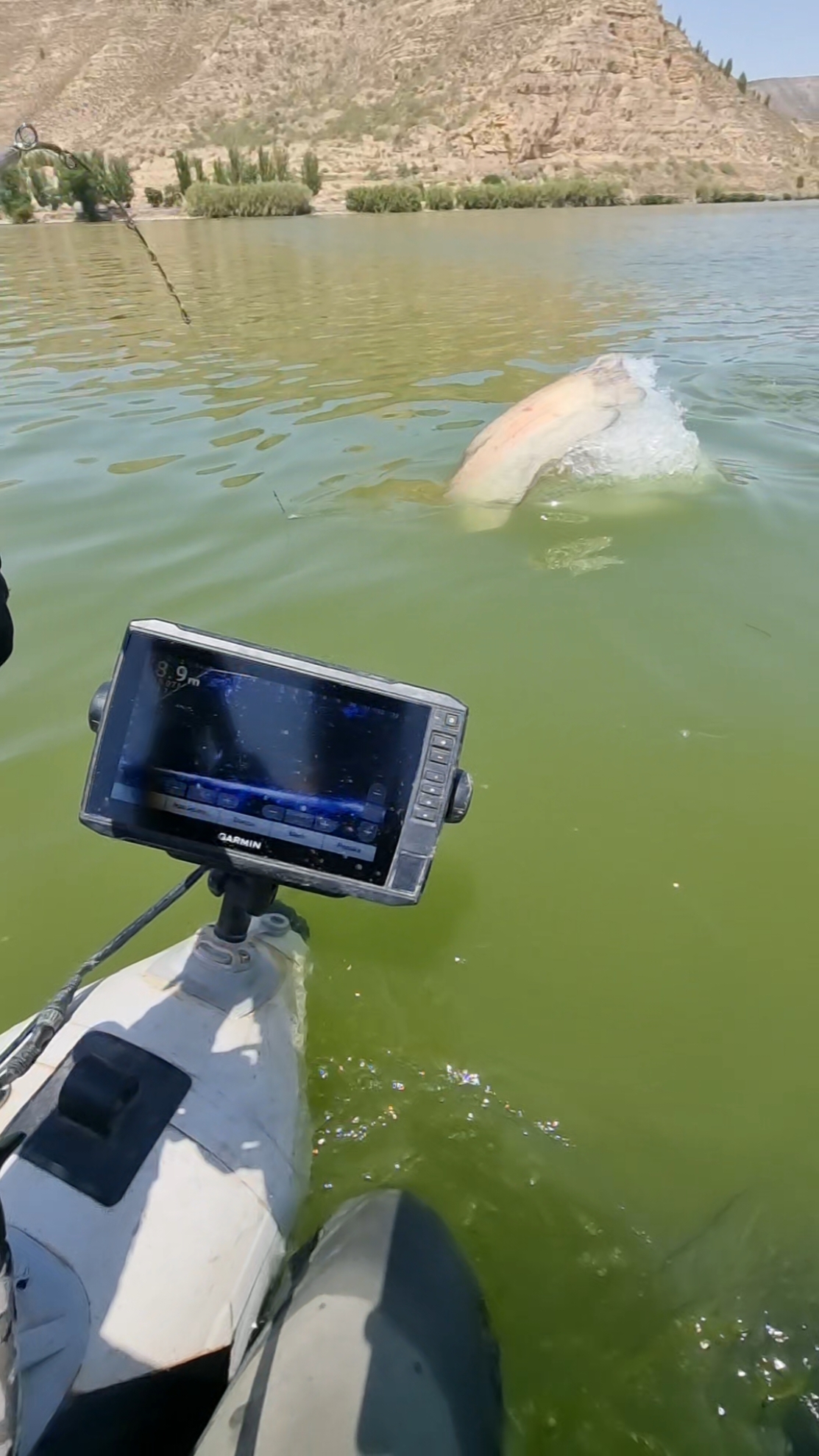 #fishing #pesca #wedkarstwo #catfish #siluro #sum #monsterfish #spinfishing #rivergishing #predatorfish #sports #deporte 