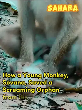 How a Young Monkey, Sov_ana, Saved a Screaming Orphan from His Tantrum #monkey #animal #baby #pet #Video #newbornmonkey #Tiktok2024 #lovemonkey #babymonkey #Comedy #Humor #Duet #funny #Trending #tiktok #Viral #fyp #lovemonkey #pitymonkey #monkeyking #monkey #animal #baby #pet #Video #newbornmonkey #Tiktok2024 #lovemonkey #babymonkey #Comedy #Humor #Duet #funny #Trending #tiktok #Viral #fyp #lovemonkey #pitymonkey #monkeycry #tiktokviral #funnyvideo #smartmonkey