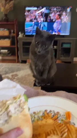 tryna watch Simone Biles but he just wants my sandwhich 😂 #fypシ゚viral #fyp #catsoftiktok #cats #olympics #simonebiles