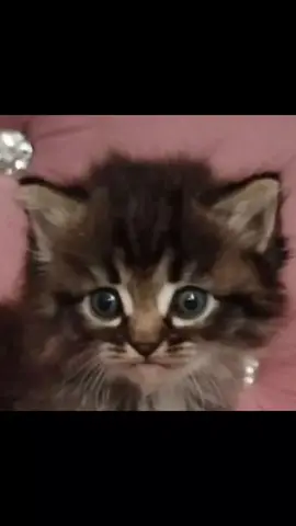 видос скинул кент, у кого свистнул не знаю #хвз 