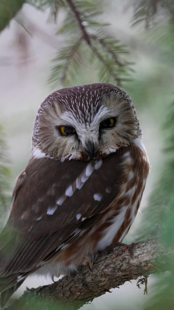 Animals in #nature 4K 🌍 #animals #4k #edit  #beautiful #fyp #viral #tiktok 