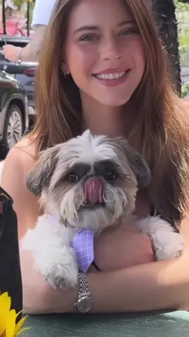 What’s better than puppies and perfume? 🤔😍🐶 What is your #sotd ? Comment below ⬇️ #fragrancetiktok #perfumetok #summerfragrance #miami #perfumecollection #shihtzusoftiktok #shihtzu 