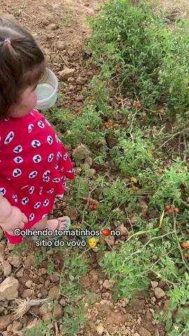 #diadecolheita🍅🍅  #minhapreciosa  #meusamores #diaderoça