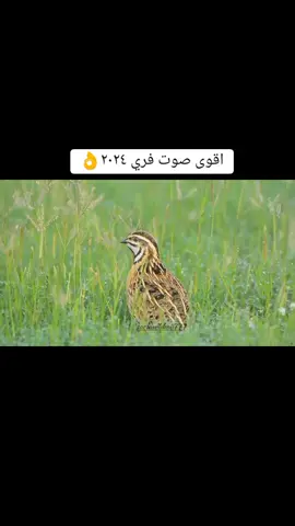 صوت فري ايلول تشرين #الشعب_الصيني_ماله_حل😂😂 #سعوديه🇸🇦يمن🇾🇪بحرين🇧🇭قطر🇶🇦مغرب🇲🇦سوريا🇸🇾 #سعوديه #comedia #لبنان #عكار #مشهدات_تيك_توك #الشعب_الصيني_ماله_حل😂😂 