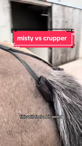 Misty has so many eyes on her right now, I’m still in contact with her vet after her trreatment at the start of the month, she’s getting physio very soon, and my saddle fitter works hard to keep her comfy. For anyone worried please rest assured she has a whole team of people around her 🫶🏼 I promise i dont want to use a crupper forever but as a temporary solution to allow us to get her mobile and using herself its worth a try!  #equestrian #horsetok #equine #horsegirl #horsesoftiktok #equestrianvibes #equestrianlife #horseriding #horsetiktok #fyp 