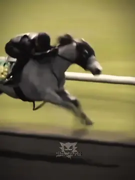{~}This horse is just incredible, speedy is such an amazing horse{~}#horseriding #horses #grey #horseracing#speedy#fast#beautiful#racehorses#racing#champion 