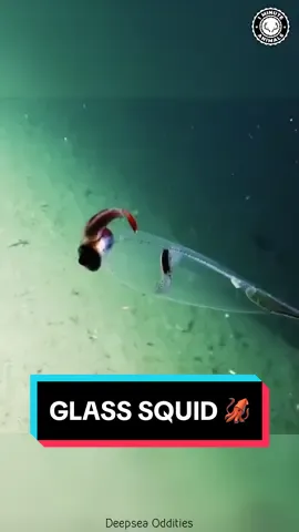 Glass Squid 😱 This Squid is See-Trough! #glasssquid #squid #squids #squidlife #oceancreatures #seacreatures 