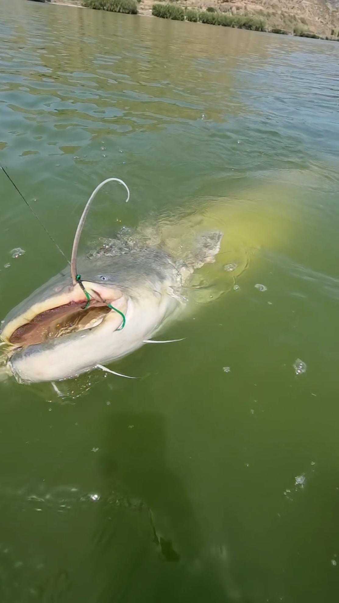 #fishing #pesca #wedkarstwo #catfish #siluro #sum #monsterfish #spinfishing #rivergishing #predatorfish #deporte #sports 