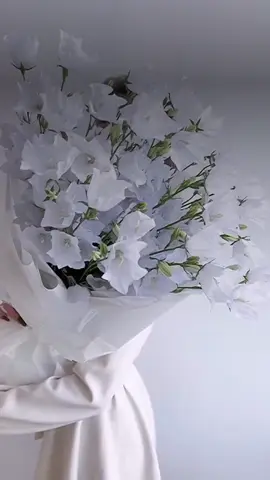 سه لاواتليده ن 