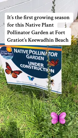 It’s the first growing season for this native plant pollinator garden at Fort Gratiot’s Keewadhin Beach, and its doing so well!  #nativeplants #pollinators #pollinatorgardensoftiktok #pollinatorsareimportant #waterquality #keepitclean 