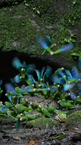 Este video está ralentizado a 8 veces la velocidad real, lo que nos permite apreciar mejor los colores y la belleza de su vuelo. Un grupo de pericos y loros abandona la collpa luego de nutrirse de sus minerales, necesarios para sintetizar las semillas ácidas que forman parte de su dieta diaria. Este video lo hice durante un viaje con mi amigo Tibor y su grupo de fotógrafos. . . . #aves #naturaleza #loros #reels #ecuador #photowildlifetours #video